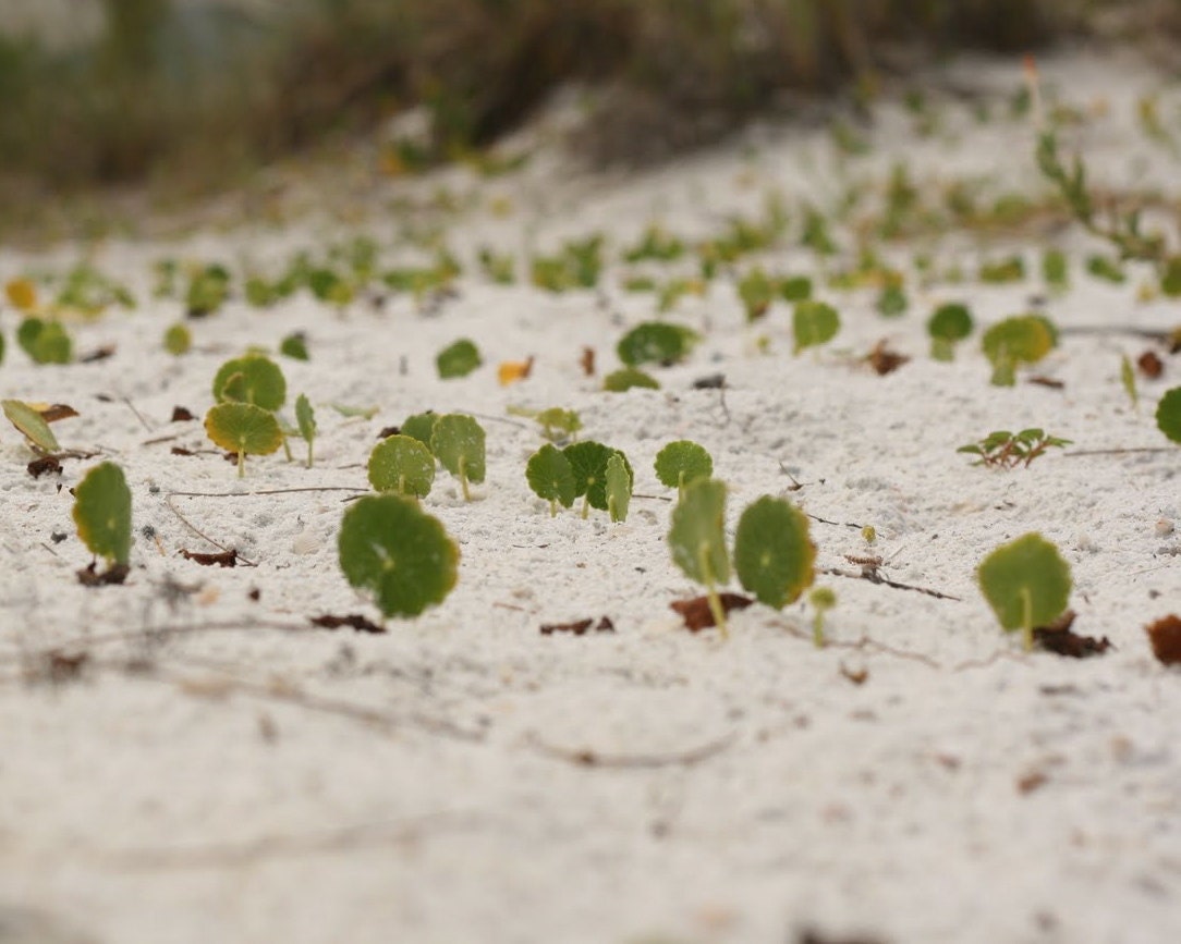 Beach Fauna in Florida Photograph: 8x10 Fine Art Photography Print