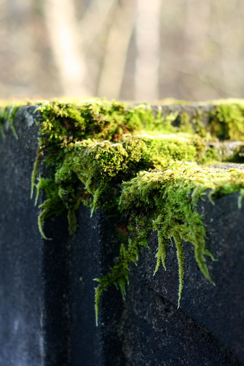 Moss in the sunshine: 8x10 Fine Art Photography Print