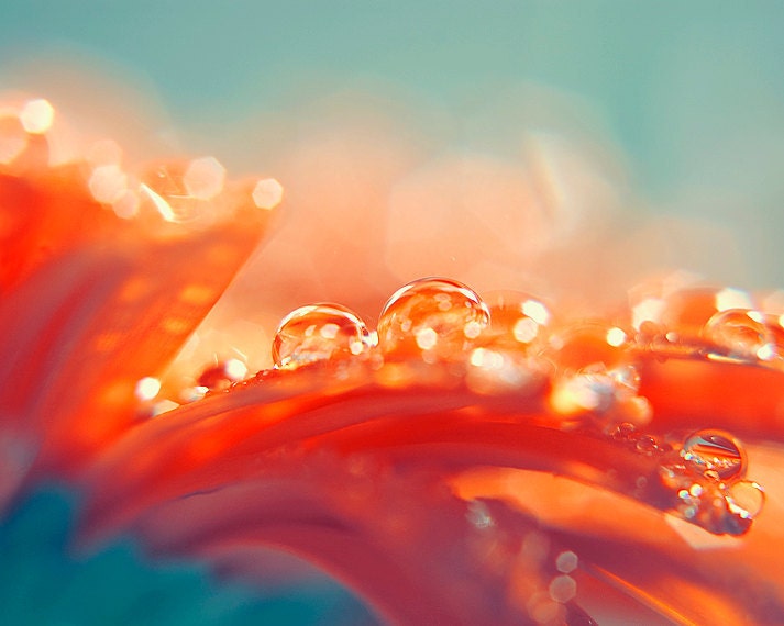 Tangerine Tango, Flower Photography, Fine Art Print, Orange Gerbera Flower Art, 8x10" - DreamlikeDesign