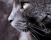 Cat Photography, Russian Blue Cat, Pet Portrait, Animal Wall Decor, 8x8"