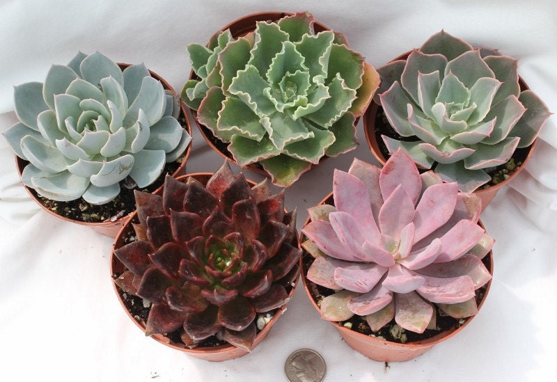 2 Beautiful Echeveria Succulents in their 4 inch plastic containers  wedding shower favors party gifts plants succulent