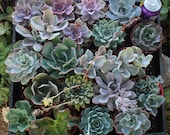 44 (Forty Four ) Assorted ECHEVERIA Succulents in their 4 inch plastic containers  wedding shower favors party gifts plants succulent