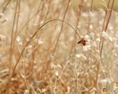 Flimsy -Fine Art Photography- Archival paper 8x12