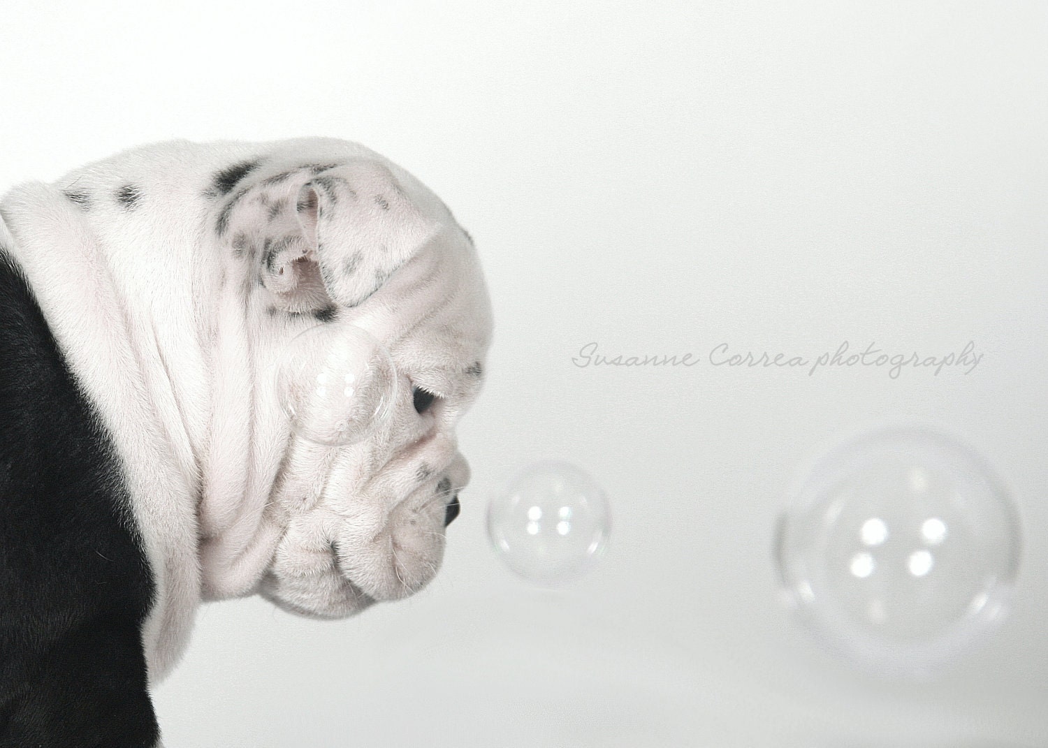 5x7 Bulldog, english bulldog, dog, bubbles, animals, pets, fine art photography, home decor, dog lover