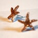 Starfish earrings