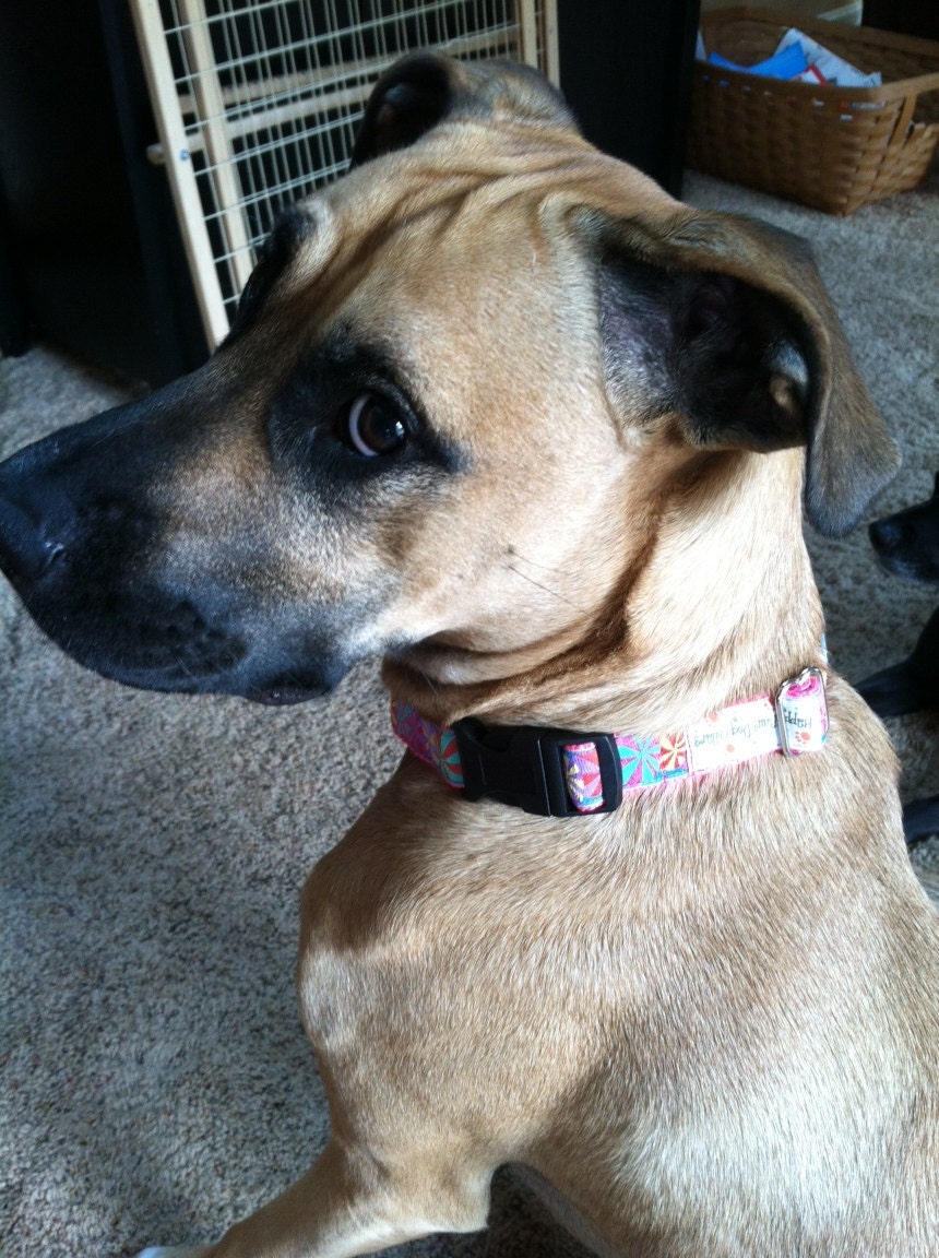 Large Hot Pink Martingale Dog Collar