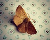 Best Winter Coat - moth, gold, macro, wings -