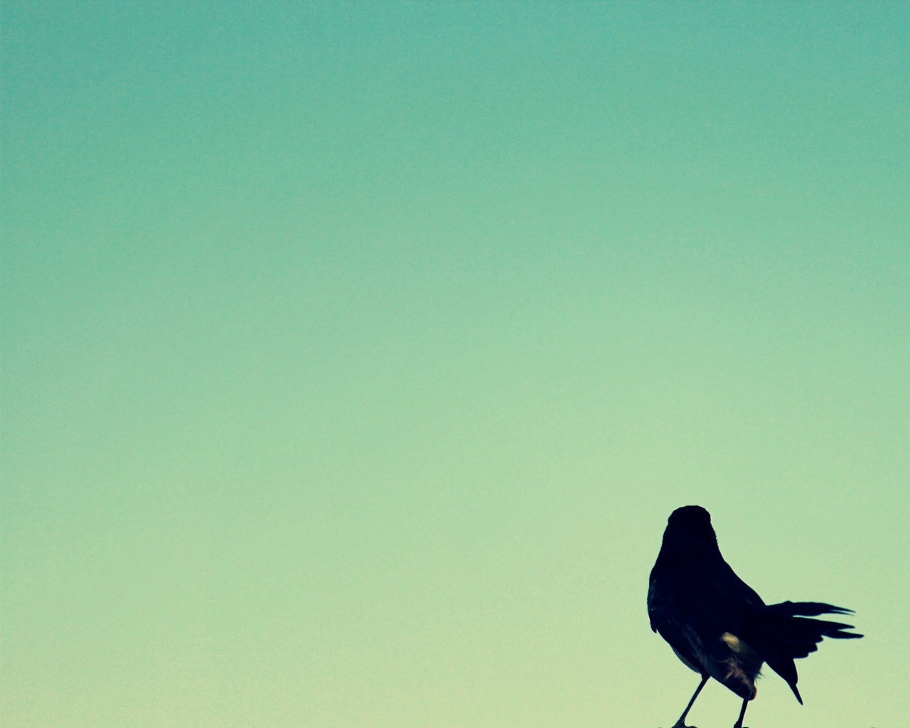 Look to the sky - minimal bird photo -