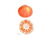 Juicy MANDARIN Watercolor painting by Eva Forest Paper size: 8"x10" (20,32x25,4cm) ORANGE