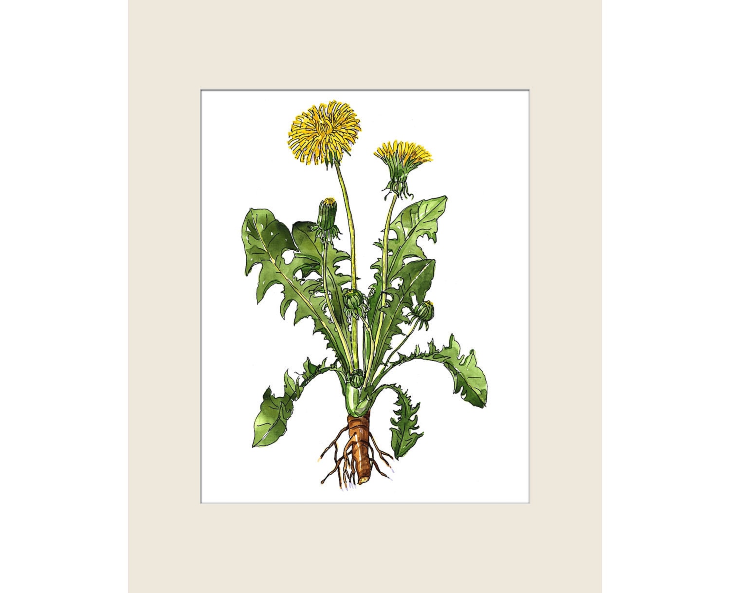 Sow-Thistle - Watercolor print of my original paint, signed and dated Paper size: 8"x10" (20,32x25,4cm)