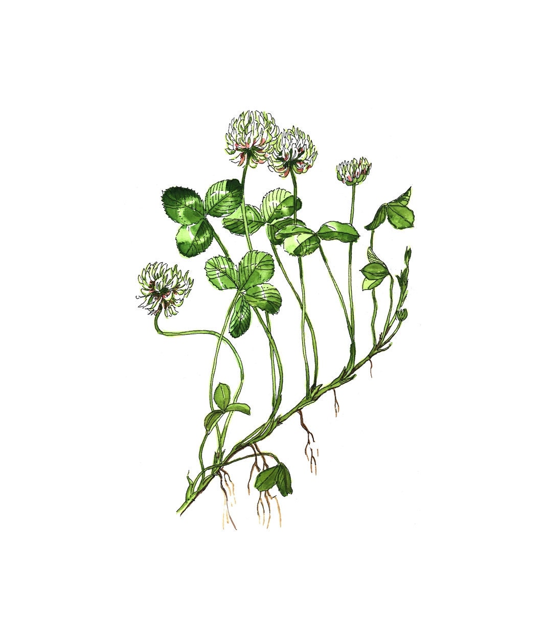 Lucky four-leaf clover Watercolor print of my original paint, signed and dated Paper size: 8"x10" (20,32x25,4cm)