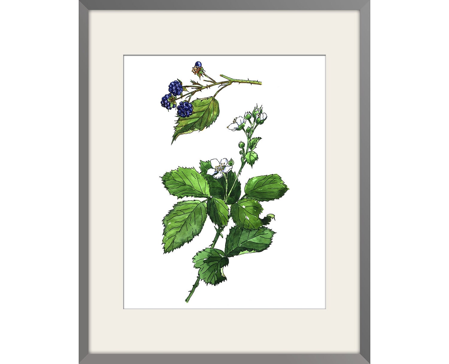 Blackberry - Watercolor paint, Archival Print of Original , signed and dated Paper size: 8"x10" (20,32x25,4cm)