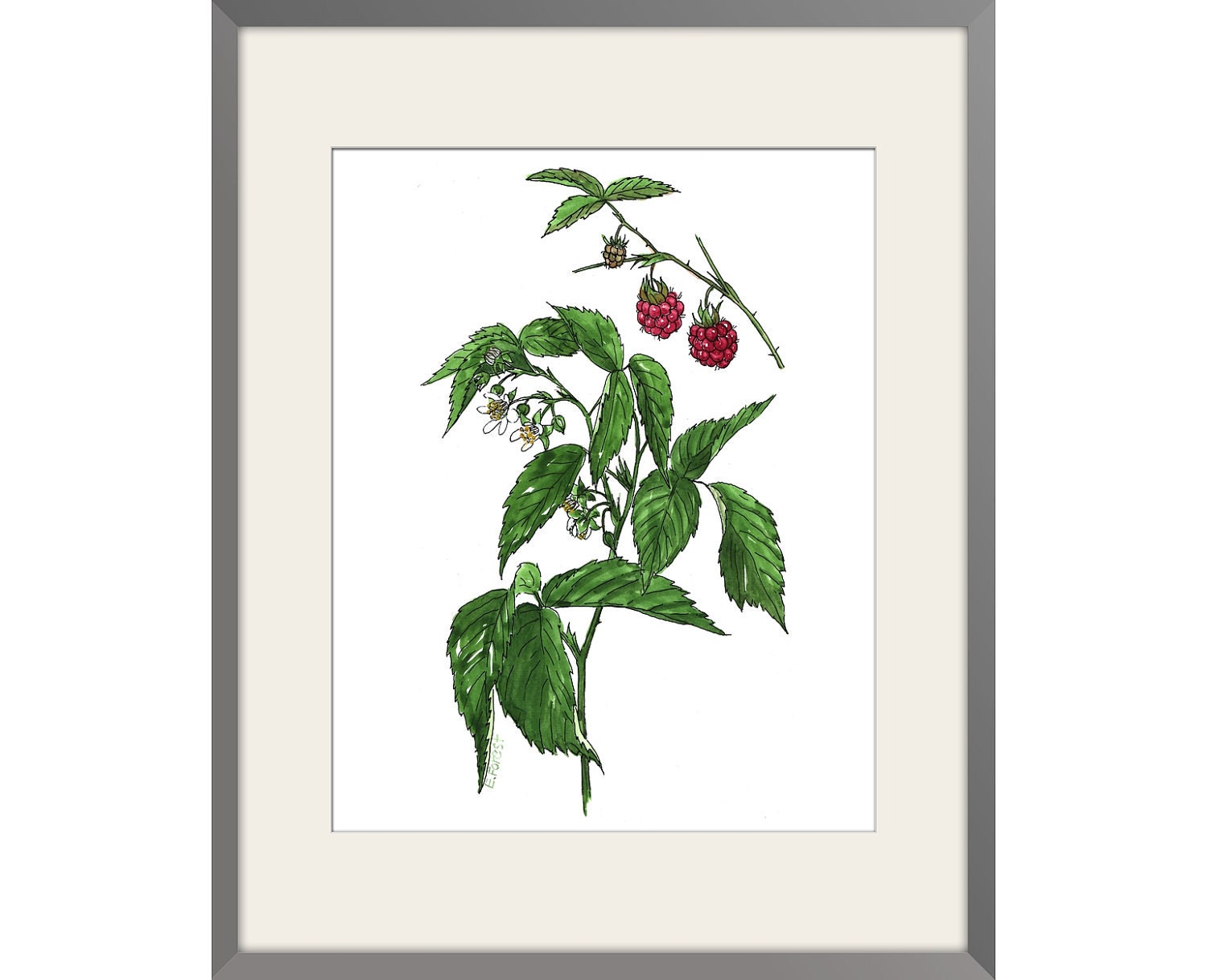 Raspberry - Watercolor paint, Archival Print of Original , signed and dated Paper size: 8"x10" (20,32x25,4cm)