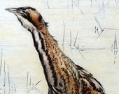 Print , bird, wildlife, bittern,  wall decor