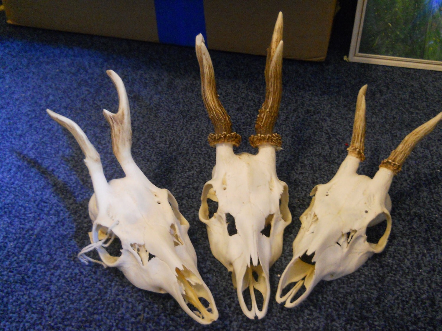 Skull Antlers