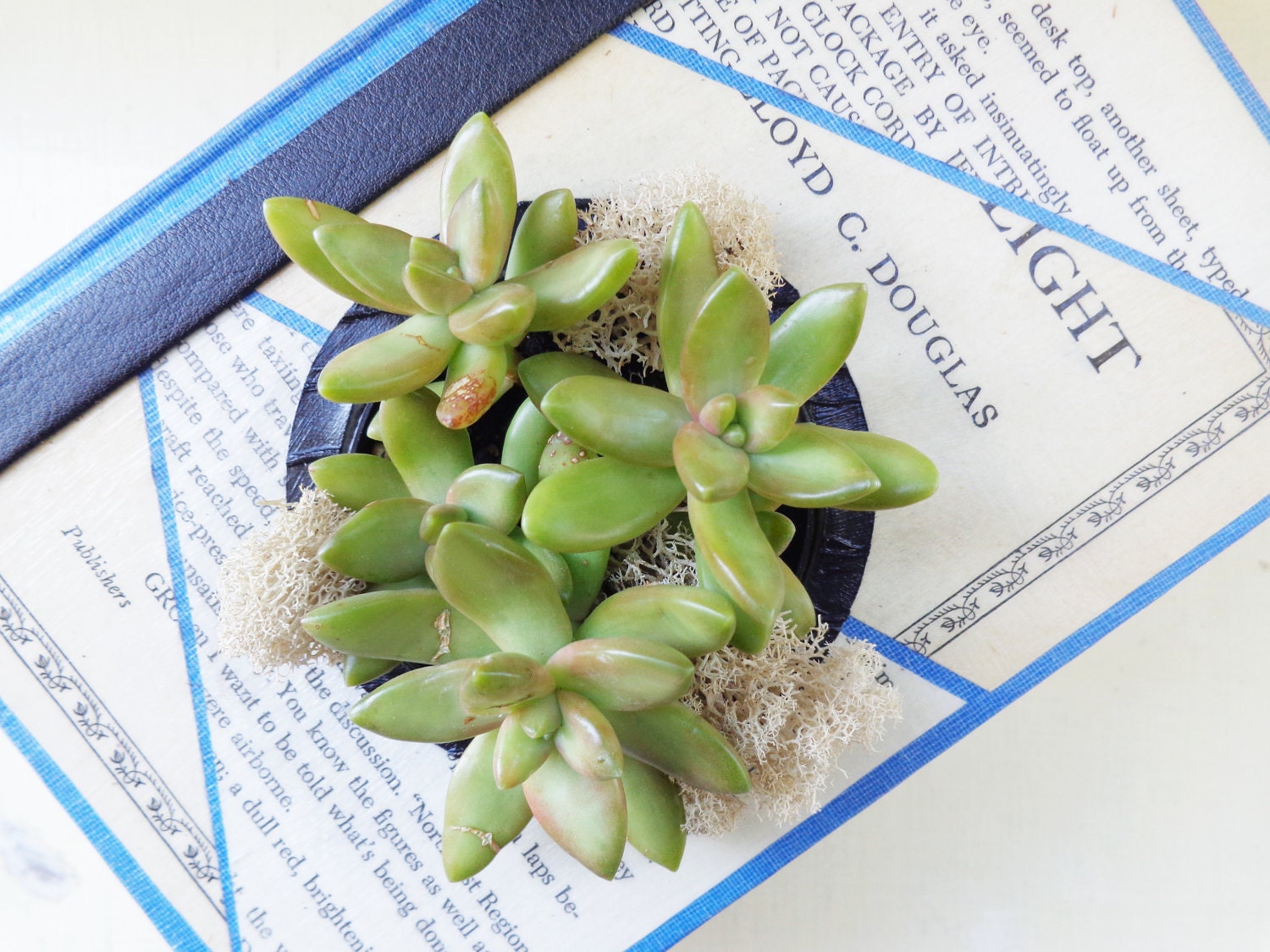 Eco Succulent Book Planter Blue Car Theme Vintage Succulent Centerpiece Green Your Space Book Art // Wheels