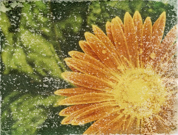 Signed Original Archival Quality Fine Art Print. Dew Covered Daisy Polaroid Image Transfer On Handmade Paper. Also Available 5"x7" - 20"x30"