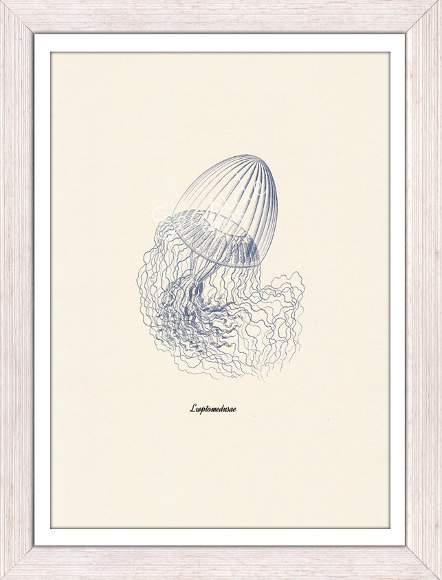 Wall decor poster Jellyfish Leptomedusae 3 in blue - sea life print- Marine  sea life illustration A4 print