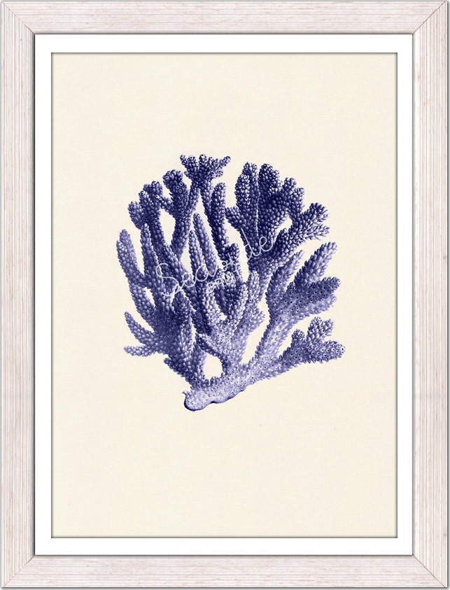 Antique sealife Illustration -Blue coral no.06 - sea life print - Marine  sea life illustration A4 print