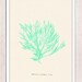 Sea foam sea kelp no.01-Neon color series - sea life print -Marine sea life illustration A4 print
