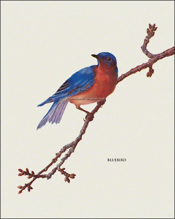 Bluebird Fabric