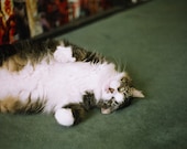Georgie Cat - 7 x 5 Fine Art Photography Print from 35mm film