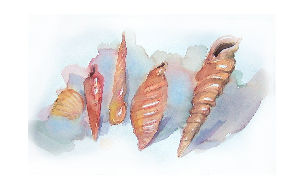 seashell watercolors