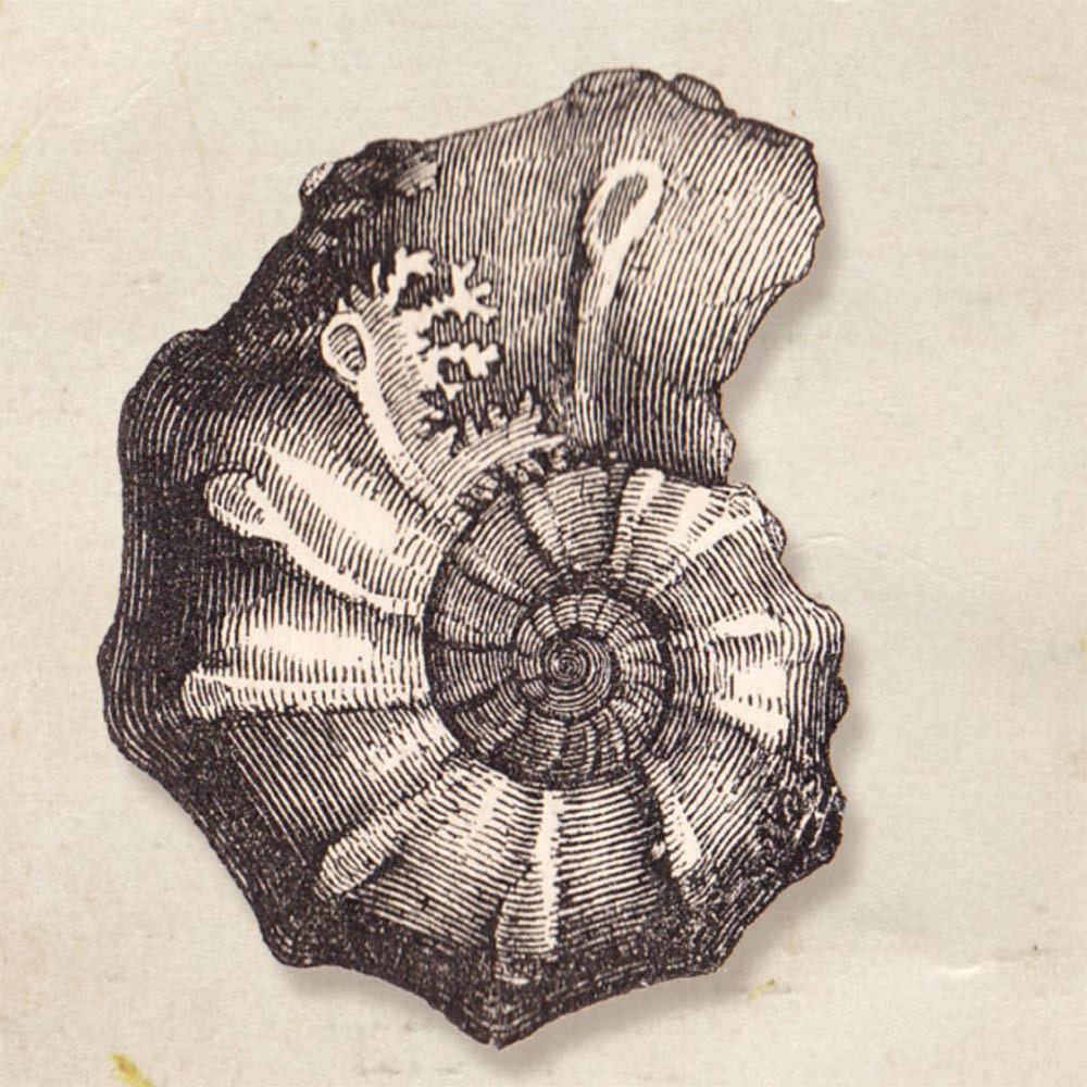 Sea Shell  Print Ammonites bipartitus Fossil A4