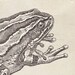Marsupial Frog Print from a Vintage Drawing Hyla marsupiata Grey