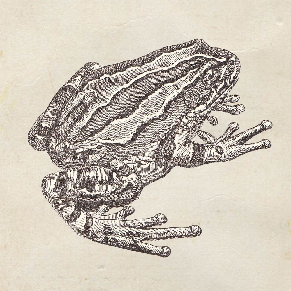 Marsupial Frog Print from a Vintage Drawing Hyla marsupiata Grey