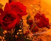 Warm Roses - 8x10 Fine Art Photography