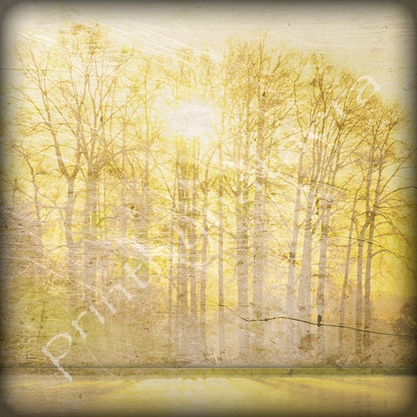 ORIGINAL abstract landscape Photo PRINT 8x8 tree home decor wall art decor room decor digital photography photo nature wall decor painting