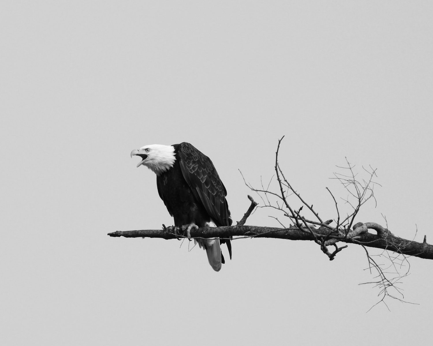 Bald Eagle - Semiahmoo, WA -- Photograph - QuartzMeadowDesigns