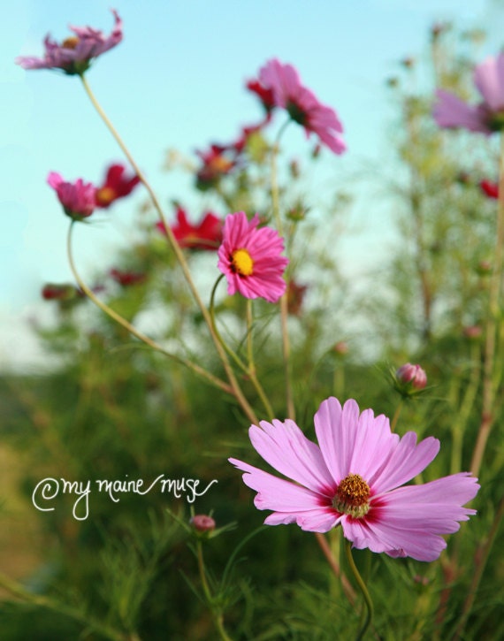 11x14 Canvas Gallery Wrap-Fine Art Photography-"Free Spirits"-Summer-Cosmos-Flowers-Pink-Garden