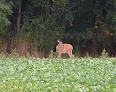 DEER--PSST The Coast Is Clear - 8x10 Photo Print