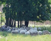 SHEEP - BAAA - Green Shaded Pasture- 8x10 Photo Print