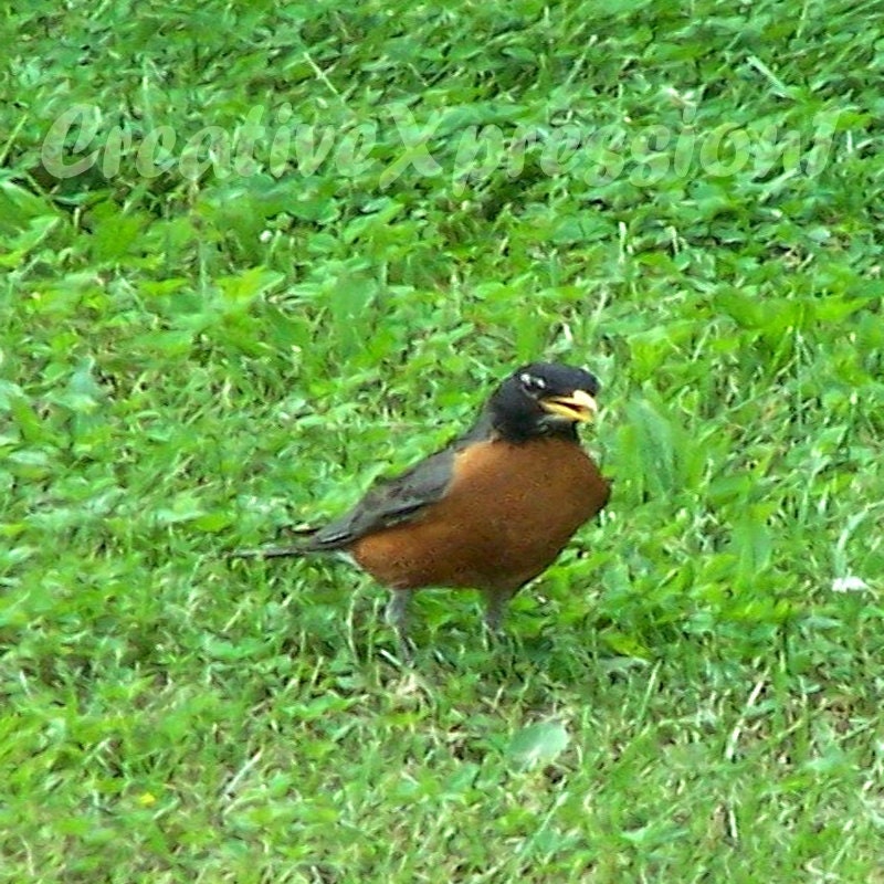 Robin Serenade - 8x10 Photo Print