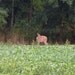 DEER--PSST The Coast Is Clear - 8x10 Photo Print