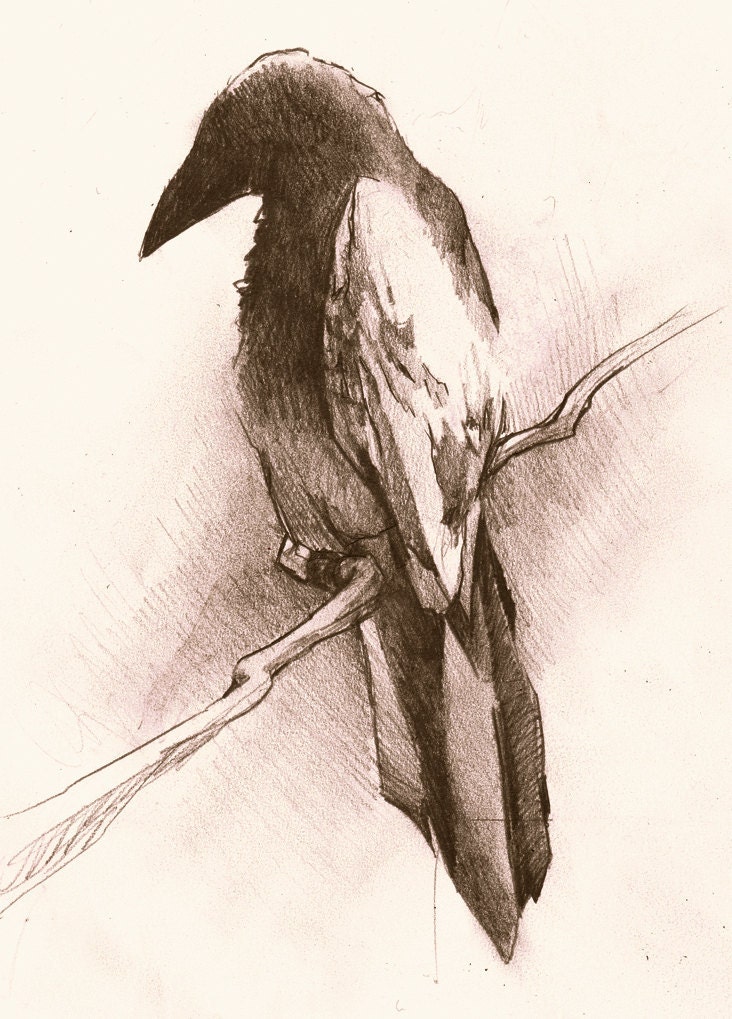 White Winged Crow