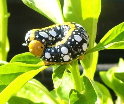 Caterpillar Jewelry