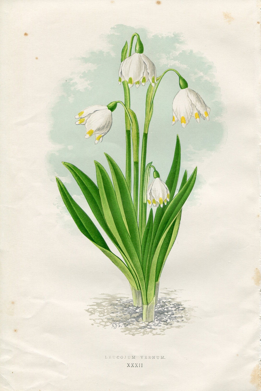 SALE Antique Original Hand Colored Bookplate Chromolithograph Print Alpine Flower by David Wooster 1872 Plate XXXII Leucojum Vernum