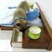 Luxury Pet Bed
