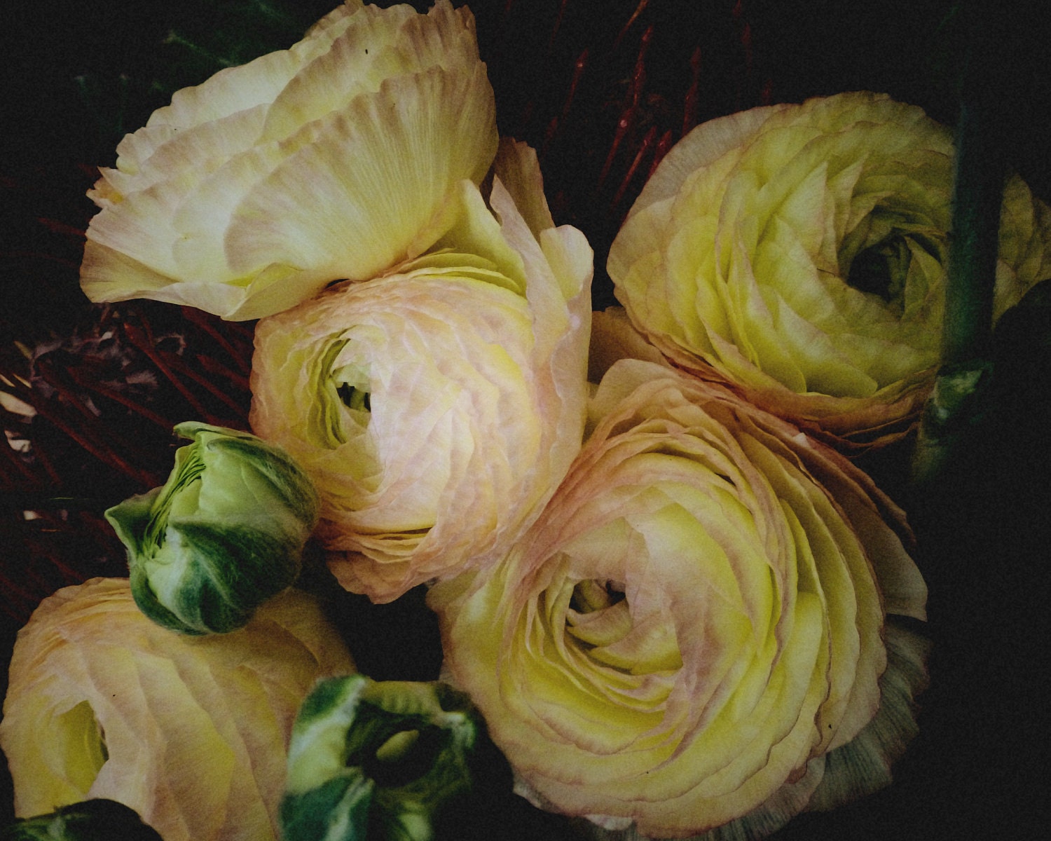 Ranunculus Flowers Fine Art Photograph 5x7 or larger