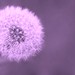 onepurpledandelion