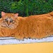 TheCoralCat
