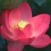 Catherine Pham