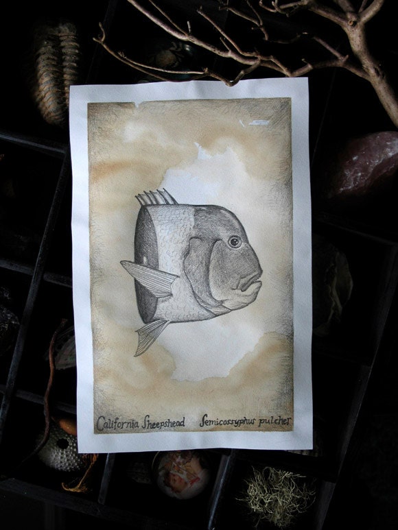 Original Fish Drawing: California Sheepshead