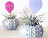 happy birthday // air plant  // urchin terrarium // UPGRADED DELIVERY