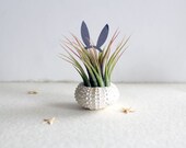 bunny rabbit // air plant  // garden