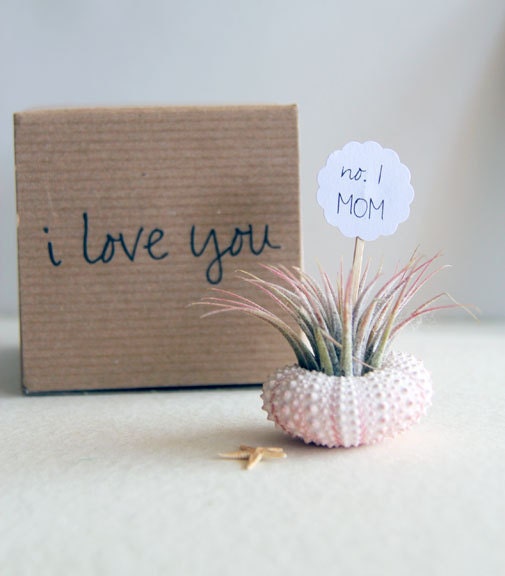 no.1 MOM // air plant garden
